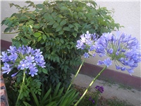 19904953-Picture 006.jpg